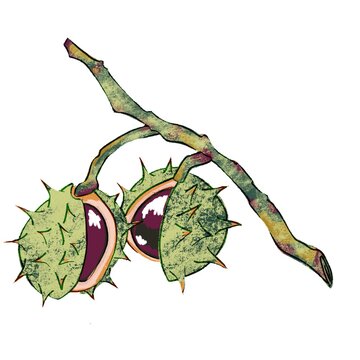 Branch with two open horse chestnuts illustration, hand drawn autumn conkers with brown nuts isolated on white background