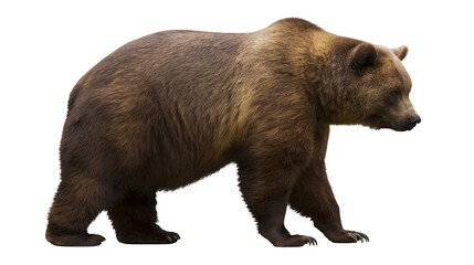 Brown grizzly bear walking, isolated on transparent background © PNGera