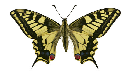 Yellow and black butterfly with red and blue eye spots, isolated on transparent background © PNGera