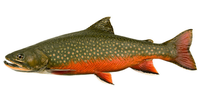 Green speckled brook trout with orange belly, isolated on transparent background