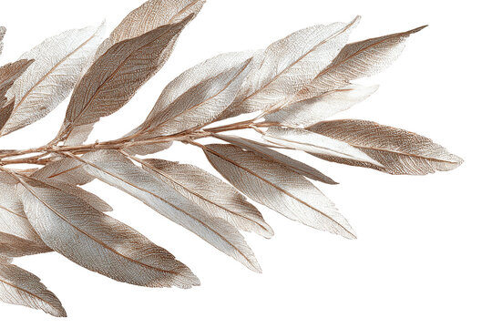 Neutral leaf branch bundle isolated on transparent background, elegant botanical foliage PNG cutout in soft earthy tones