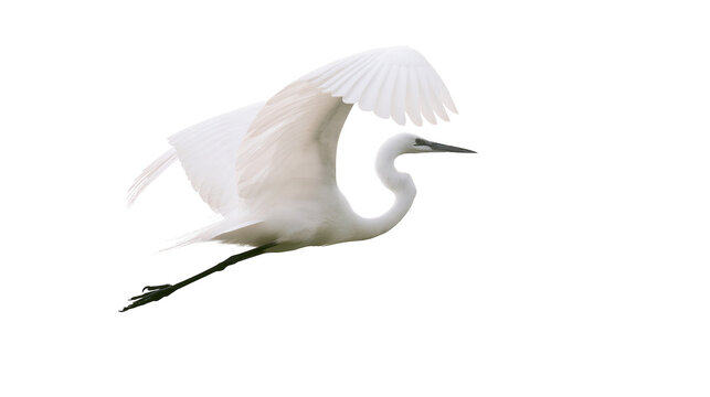 Graceful white egret bird with wings spread wide flying, isolated on transparent background