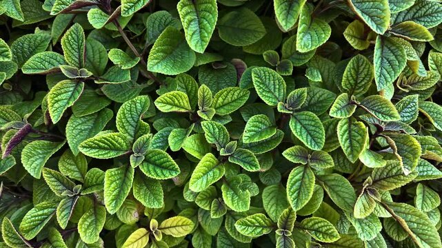 Close up overhead tilt shot of fresh green mint plant leaves with textured surface and vibrant foliage. Vertical orientation natural background for botanical design, eco and wellness concepts.