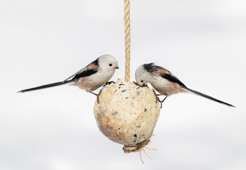 close up of birds feeding on bird feeder with suet fat ball. Long tailed tit. Aegithalos caudatus. Winter period © Nitr