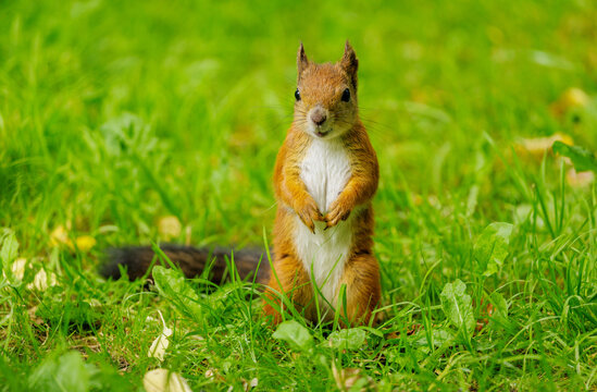 close up of cute red squirrel on lawn with green grass