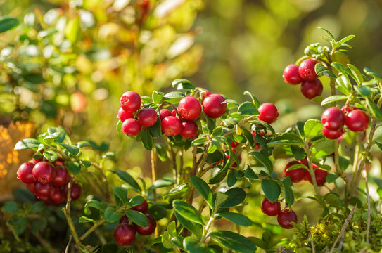 bush of fresh wild ripe cowberry in a forest