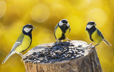 Close up of little birds perching on a bird feeder with sunflower seeds on autumn background. Great tit © Nitr