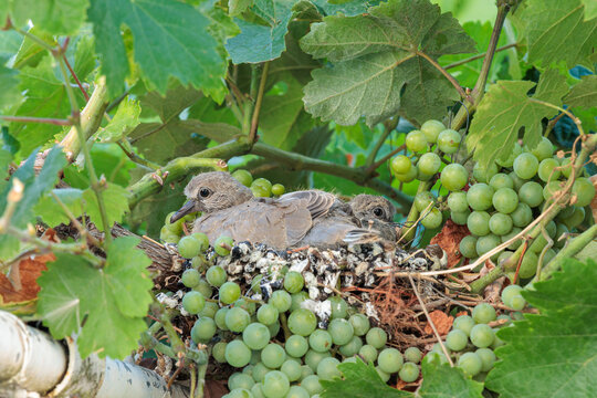 Young Eurasian Collared Doves lying in their nest on a grapevine. Streptopelia decaocto.