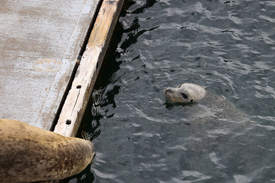 Two harbor seals swimming beside a wooden dock