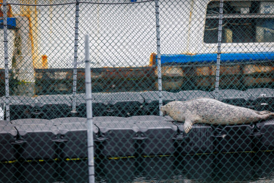 A harbor seal resting on a floating dock inside a marina in Warnemuende, Germany.