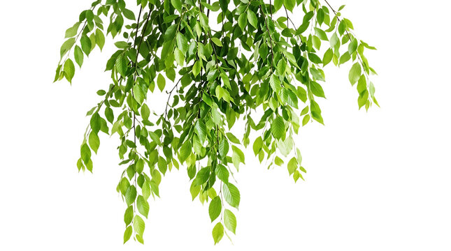 Green weeping willow branch with fresh leaves