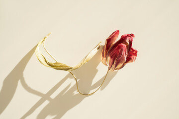 Fototapeta na wymiar Wilted red tulip with drooping head and curved stem shadow on neutral backdrop
