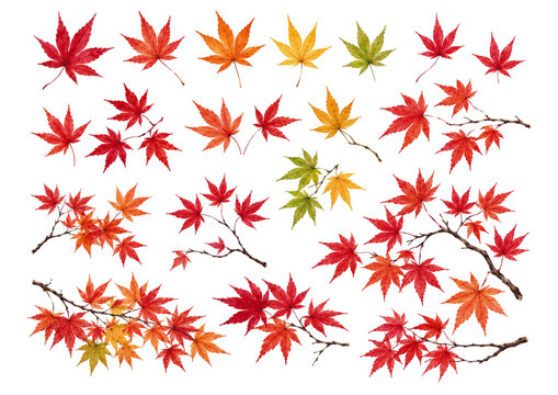 もみじの葉 水彩イラストセット 紅葉 秋 楓 枝付き ボタニカル ベクター