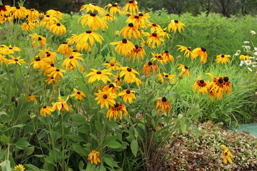 Obraz premium Beautiful field of yellow Black-eyed Susan flowers in the garden.