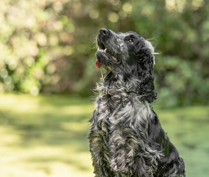 Blue Roan English Cocker Spaniel Looking Up with Tongue Out