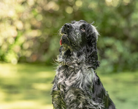 Blue Roan English Cocker Spaniel Looking Up with Puppy Eyes