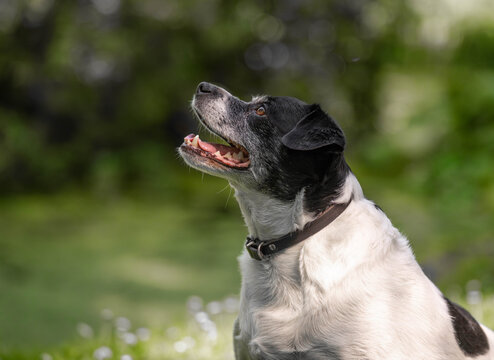 Close-Up of Danish-Swedish Farmdog 