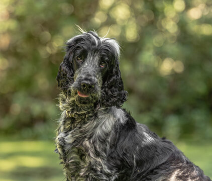 Blue Roan English Cocker Spaniel Face Portrait Looking at Camera