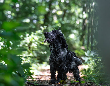 Blue Roan English Cocker Spaniel Standing on a Forest Path with Tongue Out