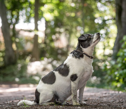 Danish-Swedish Farmdog Sitting in the Forest