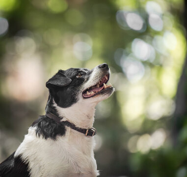 Danish-Swedish Farmdog Side Profile Portrait in the Forest
