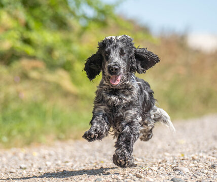 Joyful Blue Roan English Cocker Spaniel Running Through the Air
