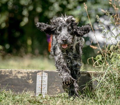 Blue Roan English Cocker Spaniel Jumping During Outdoor Exercise