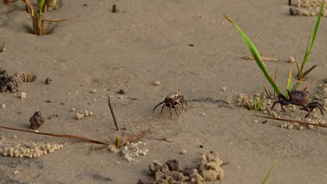 Three fiddler crabs walking in the sand