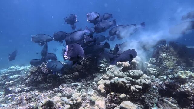 Wide-angle underwater footage of a school of bumphead parrotfish (Bolbometopon muricatum) feeding across a shallow coral reef in Raja Ampat, Indonesia.