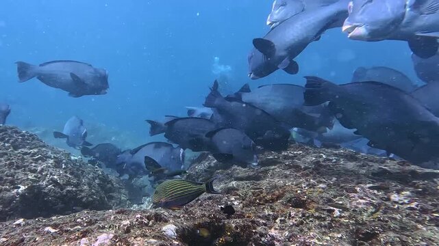 Wide-angle underwater footage of a school of bumphead parrotfish (Bolbometopon muricatum) feeding across a shallow coral reef in Raja Ampat, Indonesia. This iconic Indo-Pacific species is a keystone h