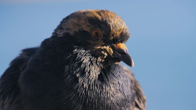Pigeon with dark gray and brown feathers subtly moves its head against a clear blue sky background in this close-up shot.