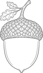 Detailed hand drawn illustration of an acorn with oak leaves. © ngg