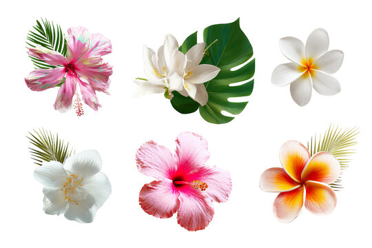 Tropical flower collection isolated on transparent background, colorful exotic botanical PNG cutout set