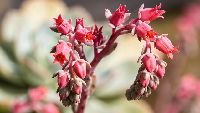 Closeup view of ornamental plant with pink flowers in a garden setting during daytime