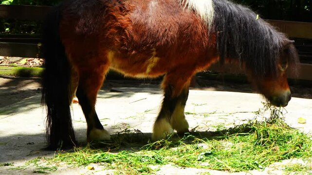 Equus ferus caballus is a small horse known for its strength and toughness. A brown-haired horse eating grass in a stable.