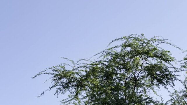Neltuma pallida (formerly Prosopis pallida) is a species of mesquite tree. kiawe, huarango, American carob.  City of Honolulu, Oahu island, Hawaii. 