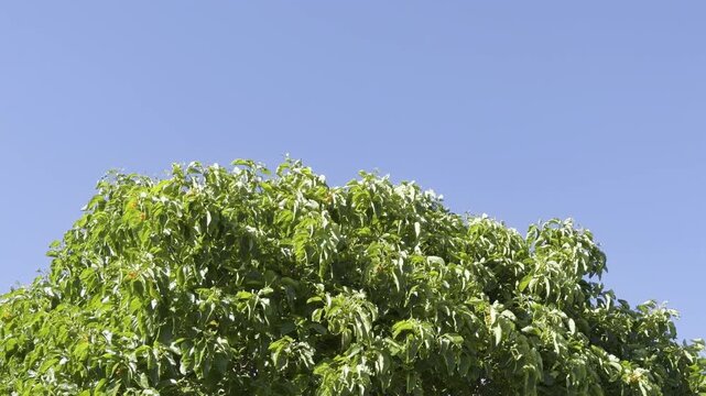Cordia subcordata is a species of flowering tree in the family Cordiaceae.  kou, beach cordia, sea trumpet, and kerosene wood. City of Honolulu, Oahu island, Hawaii. 