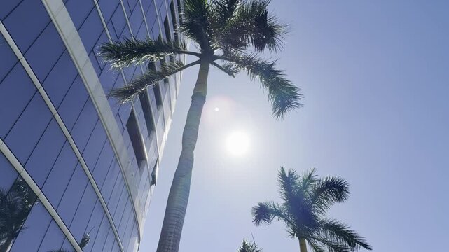 Roystonea regia, commonly known as the royal palm, Cuban royal palm, or Florida royal palm. City of Honolulu, Oahu island, Hawaii. 