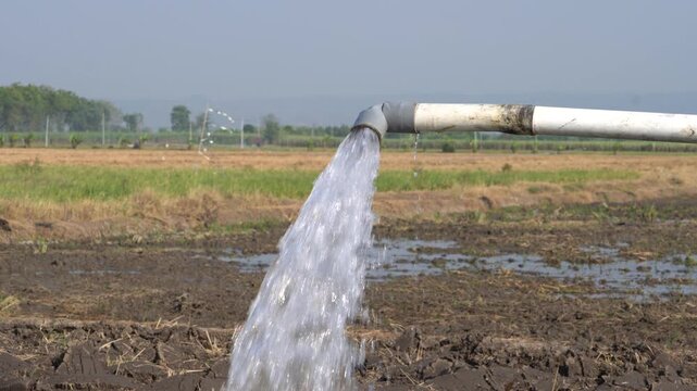 Water flows from a PVC pipe, pumping groundwater to irrigate a vibrant green rice paddy field, showing agricultural technology in a rural Southeast Asian farm landscape with a focus on splash.