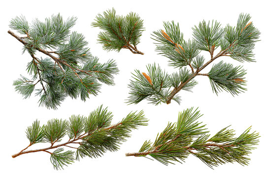 Winter pine branch set isolated on transparent background, realistic evergreen foliage PNG cutout collection with natural green needles