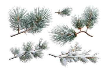 Obraz premium Winter pine branch set isolated on transparent background, realistic evergreen foliage PNG cutout collection with natural green needles