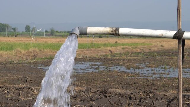 Water flows from a PVC pipe, pumping groundwater to irrigate a vibrant green rice paddy field, showing agricultural technology in a rural Southeast Asian farm landscape with a focus on splash.