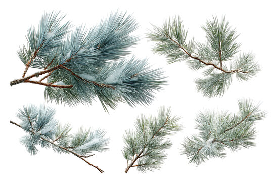 Winter pine branch set isolated on transparent background, realistic evergreen foliage PNG cutout collection with natural green needles