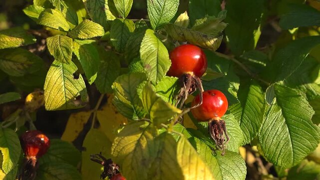 Bright red, ripe rose hip berries and green leaves on a dog rose bush swaying gently in the wind during a sunny autumn day, highlighting natural vitamins and healthy organic food concepts