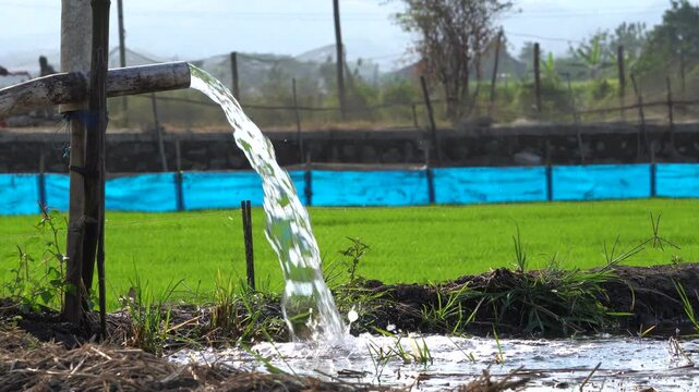 Water flows from a PVC pipe, pumping groundwater to irrigate a vibrant green rice paddy field, showing agricultural technology in a rural Southeast Asian farm landscape with a focus on splash.