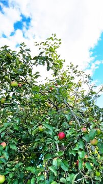 Apple tree branches laden with ripe red and green apples, nestled amidst lush green leaves, creating a vibrant and abundant garden scene in the orchard during harvest season