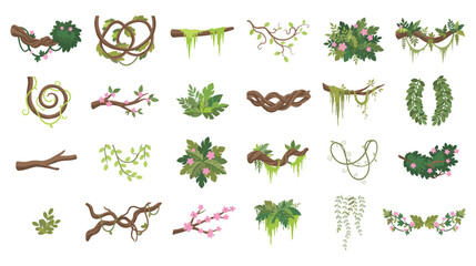 Variety of jungle vines flowers and leaves on branches. © SABIKUNNAHAR