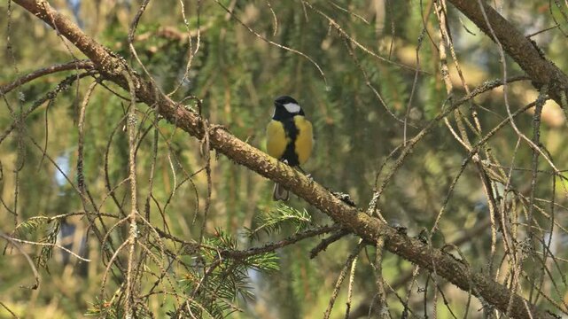 Great tit (Parus major) bird on a branch and flying off
