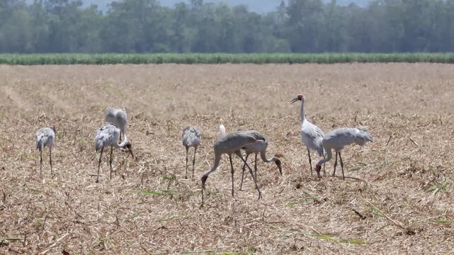 A flock of Brolgas, gregarious and social  birds in the crane family, forage in a harvested sugar cane field in a heat haze in the tropical heat near Ingham on the East coast of Queensland, Australia.