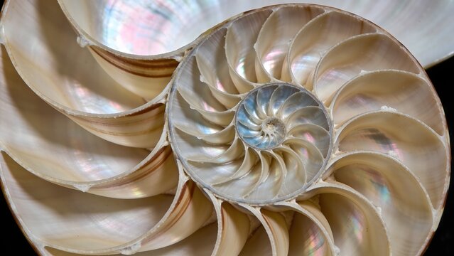 High resolution cross section photo of a nautilus shell showing internal golden ratio spiral chambers suitable for geometry education science articles and wall art prints.